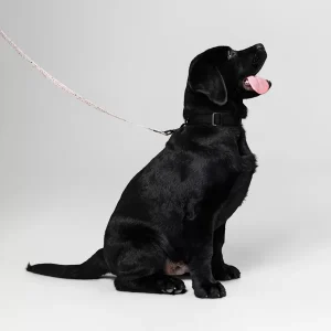Pet Leash