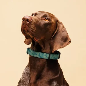 Pet Collar